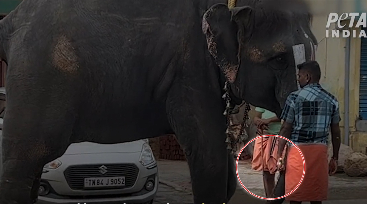 Assam elephant 'mistreated again' in Tamil Nadu temple: PETA | Cities  News,The Indian Express
