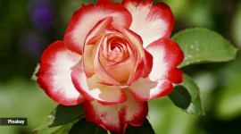 A science teacher explains, flowers, smell of flowers, why do flowers smell, flowers odor, pollination, parenting, indian express news