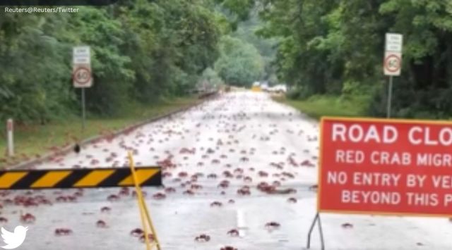 red crabs migration, red crabs migration in Australia, red crabs migration video, crabs migration, indian express