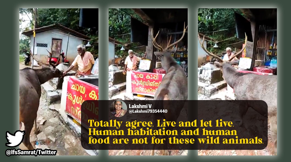 sambar enters hotel, sambar video, sambar munches snack, sambar eats from hotel in kerala, indian express