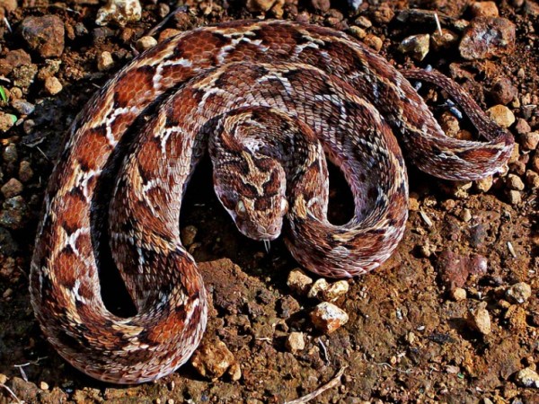 snakes, kolkata news, indian express
