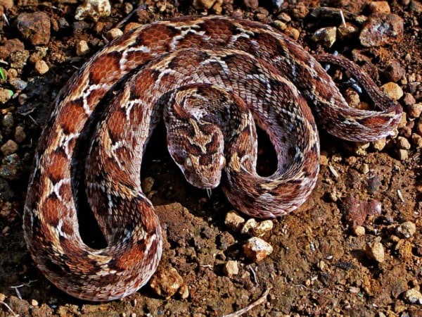 snakes, kolkata news, indian express