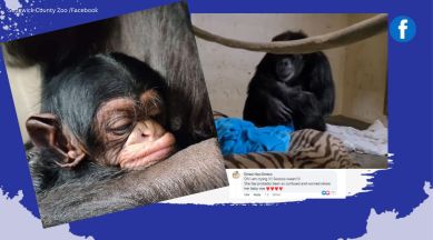 chimpanzee reunite with baby, chimpanzee reunite with baby after c section, chimpanzee video, indian express