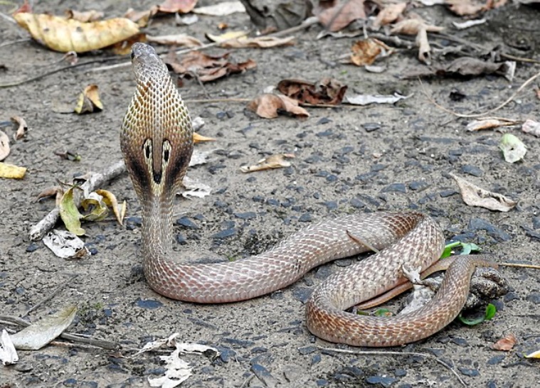 In India, Over 64,000 People Die Of Snake Bites Each Year—the Highest ...