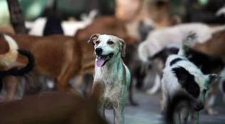 Stray dog goes on biting spree in Bihar’s Ara, attacks 70 people
