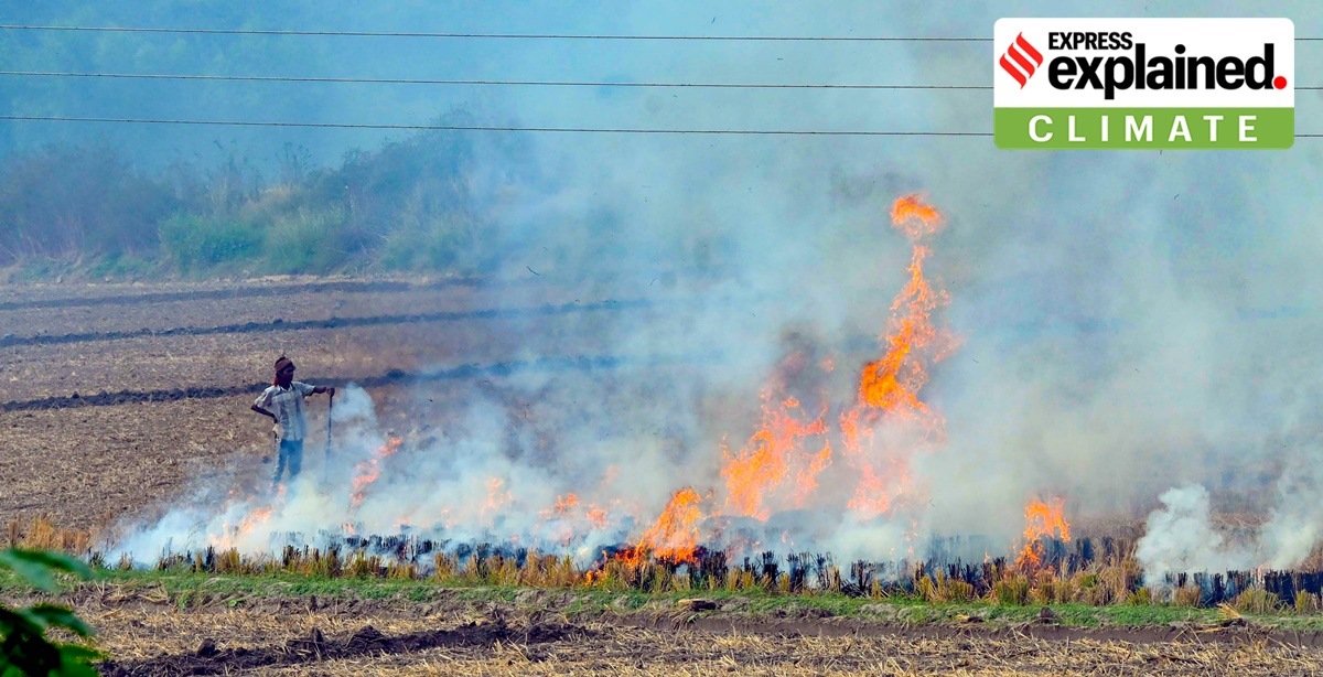 Patiala: A farm labourer burns paddy stubble in a field, as pollution levels remain in the 'severe' category mark in Delhi NCR, in Patiala district, Saturday, Nov. 5, 2022. (PTI Photo)