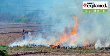Patiala: A farm labourer burns paddy stubble in a field, as pollution levels remain in the 'severe' category mark in Delhi NCR, in Patiala district, Saturday, Nov. 5, 2022. (PTI Photo)