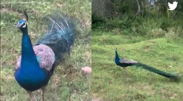 peacock video, peacock walking video, India's national bird, IAS officer shares peacock's video, indian express