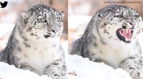 snow leopard video, snow leopard in karakoram range, snow leopard growling, snow leopard, indian express