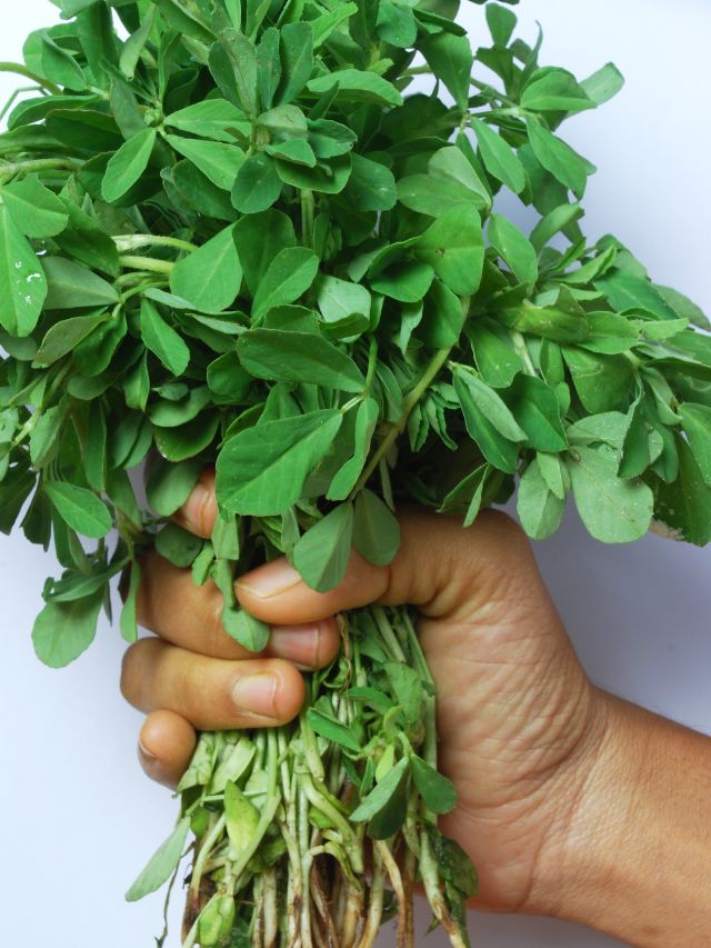 This winter, include green methi  in our diet for their many benefits - Vimarsana News