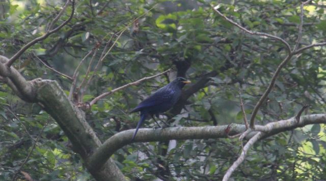 A dark blue-black bird with its head and body spangled silvery blue, the Blue Whistling Thrush has a yellow bill in contrast to its body colour.