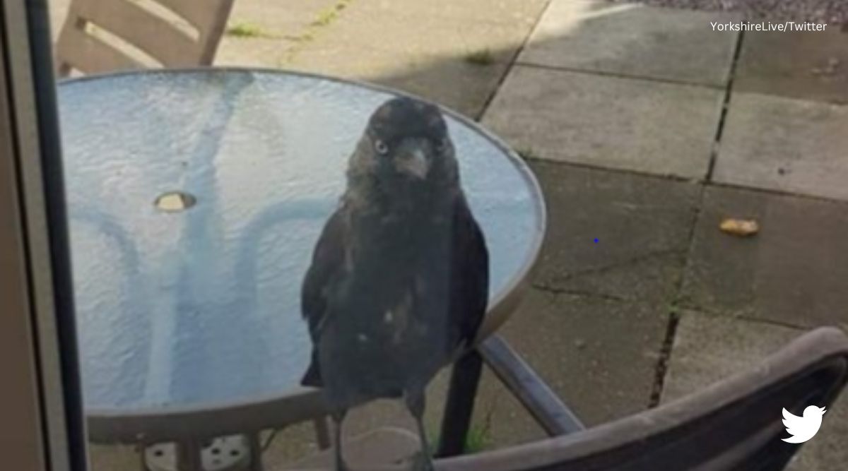‘Pure evil’: Black bird named Derek terrifies locals in UK’s South ...
