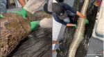 alligator pulled out of python's stomach, alligator found in python's stomach, alligator video, python video, indian express