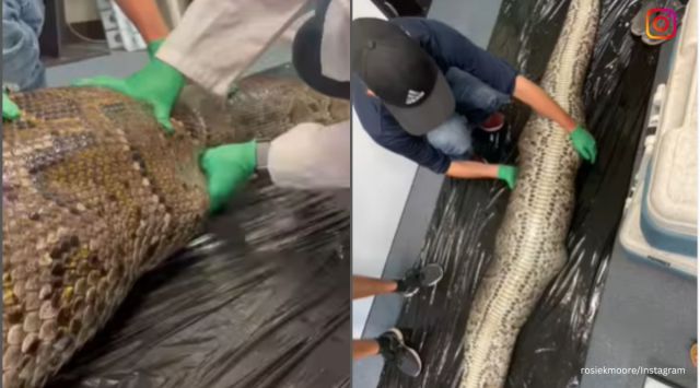 alligator pulled out of python's stomach, alligator found in python's stomach, alligator video, python video, indian express