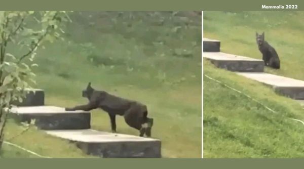 Black lynx, black lynx spotted for the first time, black coloured lynx seen in canada, bizarre animal discovery lynx, viral rare animal photos, indian express