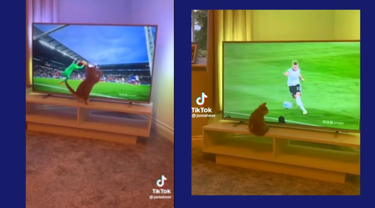 The best goalie in the world Cat tries to catch the ball while watching a football match on TV Trending News