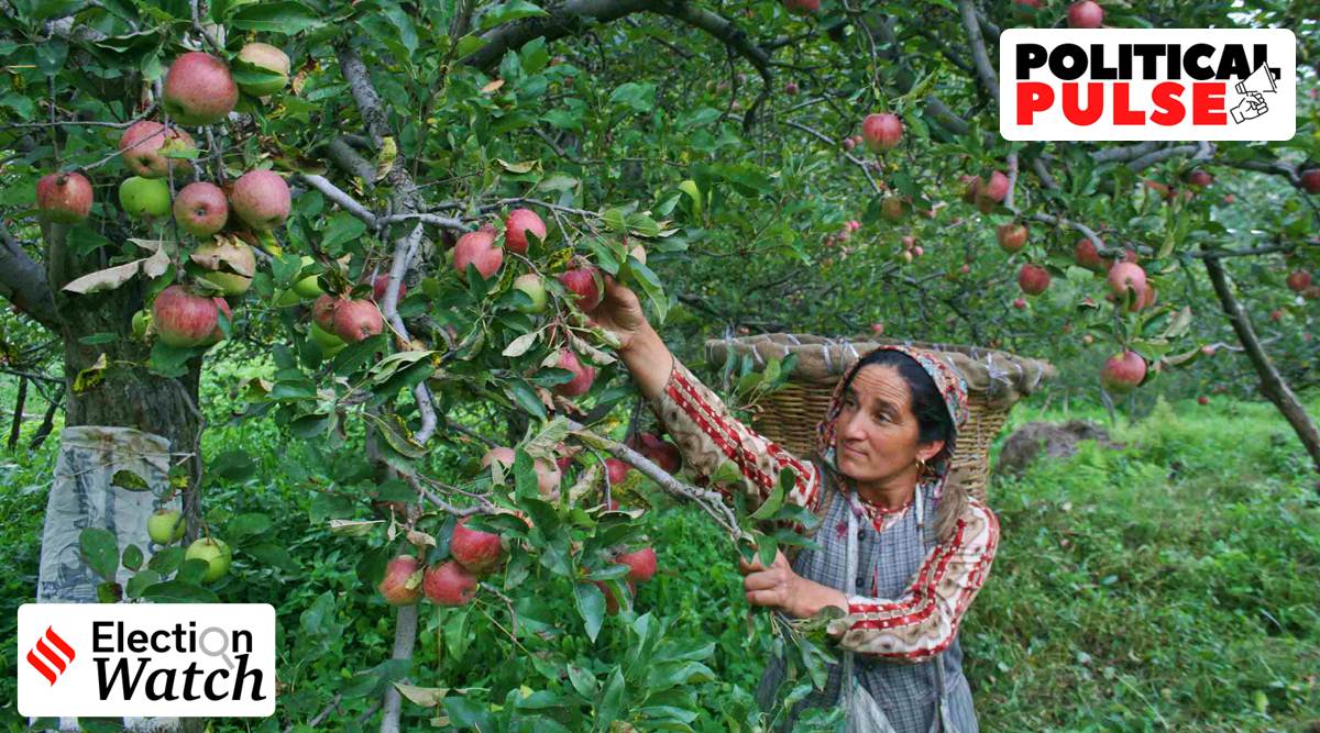 Woman picking fresh apples froman orchard in Himachal Pradesh. (Express file photo by Lalit Kumar)