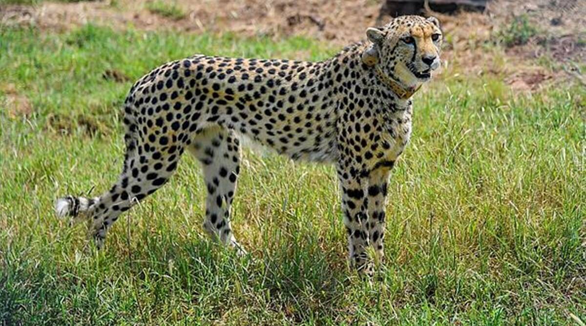 One of the Cheetahs that arrived from Namibia at Madhya Pradesh. (Photo: PTI/File)