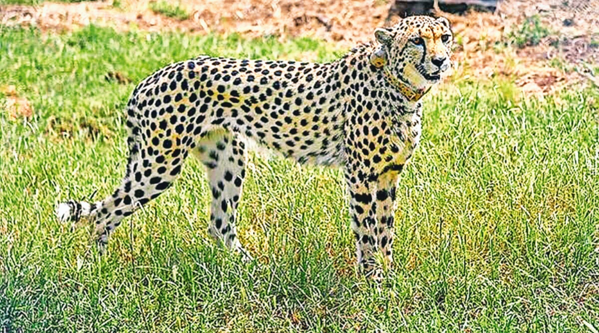 Cheetah keeps Kuno officials guessing about her pregnancy status | Cities  News,The Indian Express