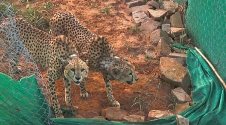 Two cheetahs being released to a bigger enclosure for further adaptation to the habitat after the mandatory quarantine, at Kuno National Park, in Sheopur district. (PTI Photo)