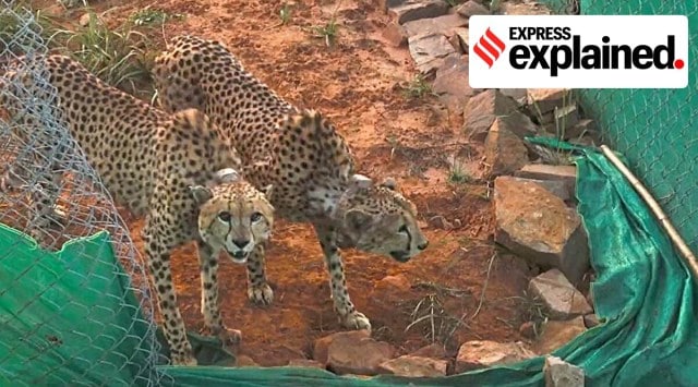 cheetahs kuno, cheetahs in india, cheetahs kill, PM Modi cheetah, indian express, Cheetah news, Kuno news, express explained