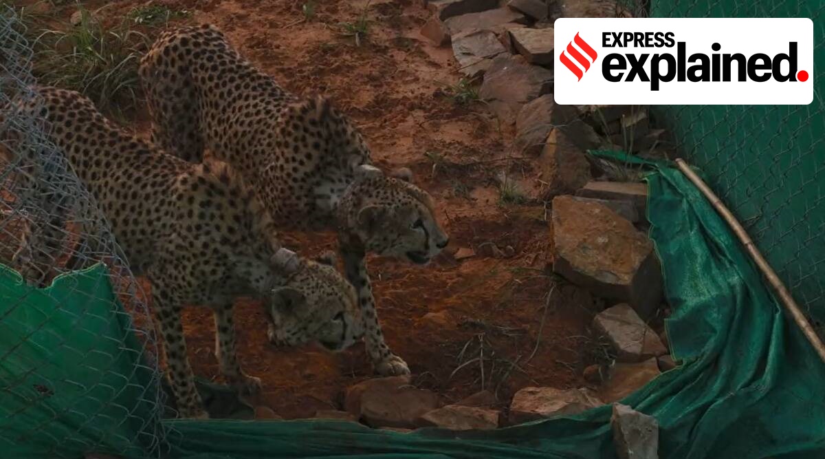 Cheetahs in Madhya Pradesh make first kill: why this is a big deal |  Explained News,The Indian Express
