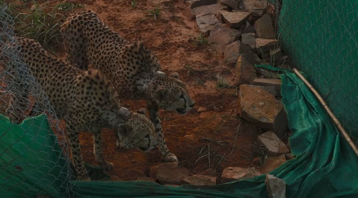 great-news-pm-modi-tweets-as-two-cheetahs-shift-to-bigger-enclosure-at-kuno-national-park