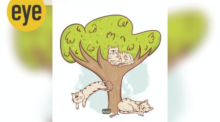 Ziggy Stardust (Credit: Mithun Chakraborty)