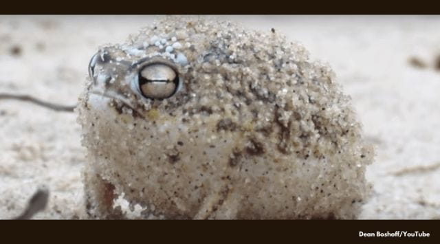 Desert Rain Frog, Desert Rain Frog viral video, strange noise made by Desert Rain Frog, bizarre animal videos, weird seaside frog, strange animals viral videos, indian express