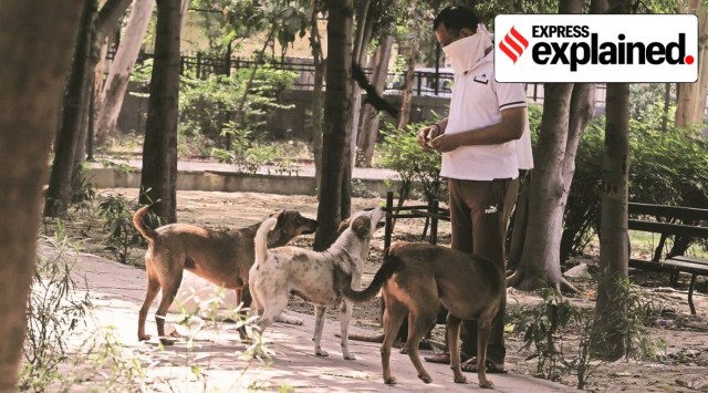 To begin with, Noida residents will have to register their pet cats and dogs on the Noida Authority's pet registration app, NAPR, before February 1, 2023, paying an annual fee of Rs 500. (Representational image)