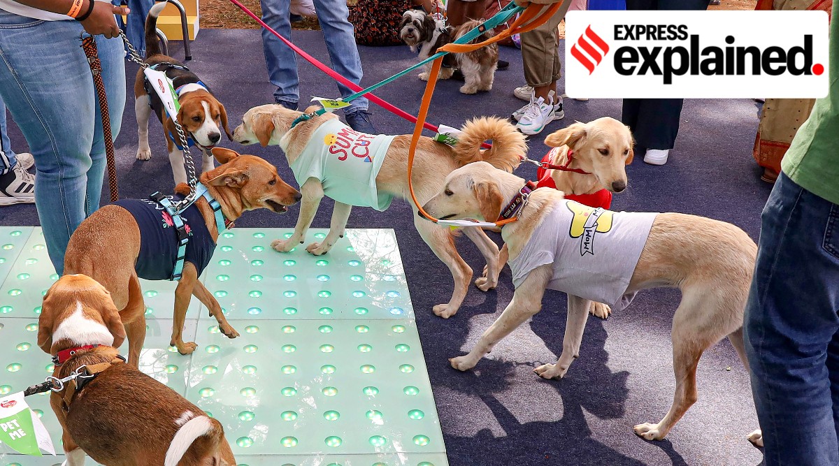 Once the draft is final, the Bill could be brought either in the Winter Session or the Budget Session of Parliament. (Representational/PTI)