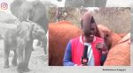 Sheldrick Wildlife Trust, viral elephant videos, elephant calf interrupts reporter, wholesome elephant videos, Sheldrick Wildlife Trust Kenya, journalist gets interrupted by elephant, indian express