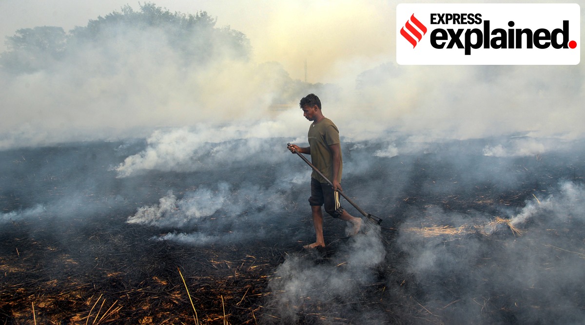 The short and long-duration paddy varieties have a height of 4 feet and over 5, respectively. (PTI)