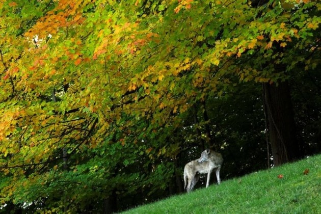 autumn, fall, nature, natural beauty, fall colours, shades of autumn