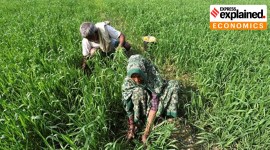 DBT schemes, farm subsidies, Andhra Pradesh farmers, farmer promlems, farmer issues, Direct Benefit Transfer scheme, tenant farmers, explained economics, Explained, Indian Express Explained, Opinion, Current Affairs