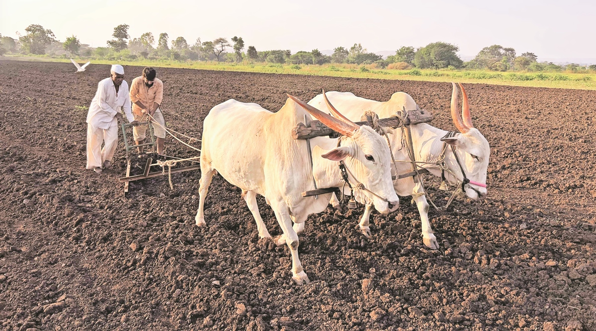 Old Jee Farm Sex - Not enough water for most crops, Latur farmers bank on chana during rabi  season | Cities News,The Indian Express