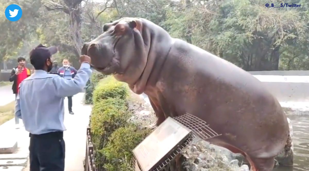 Hippo escapes Delhi zoo, hippopotamus gets out of zoo enclosure, the ethics of zoo and animals in captivity, viral hippopotamus videos, Delhi zoo viral video, security guard pushes hippo back in enclosure, indian express