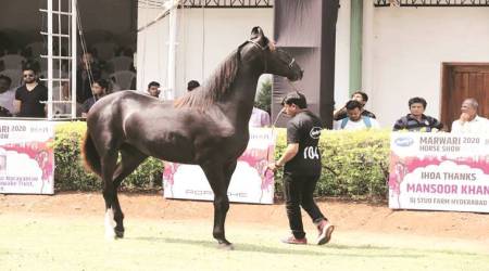Dr Kumar while informing about the management of sick horses, said that owners should provide them good footing such as grass, sand, rice or wheat husk to affected horses. (Representational/ Express Photo)