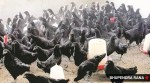 kadaknath