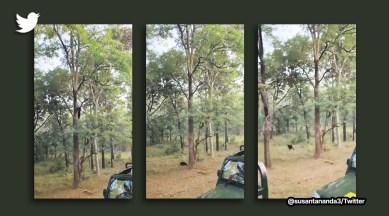 black leopard video, rare melanistic leopard, black leopard, black leopard ascending tree, indian express