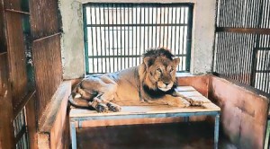 Mumbai lion dies, Sanjay Gandhi National Park, last Mumbai lion dies, SGNP lion dies, lion organ failure, Mumbai news, Maharashtra, Indian Express, current affairs