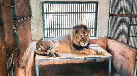 Mumbai lion dies, Sanjay Gandhi National Park, last Mumbai lion dies, SGNP lion dies, lion organ failure, Mumbai news, Maharashtra, Indian Express, current affairs
