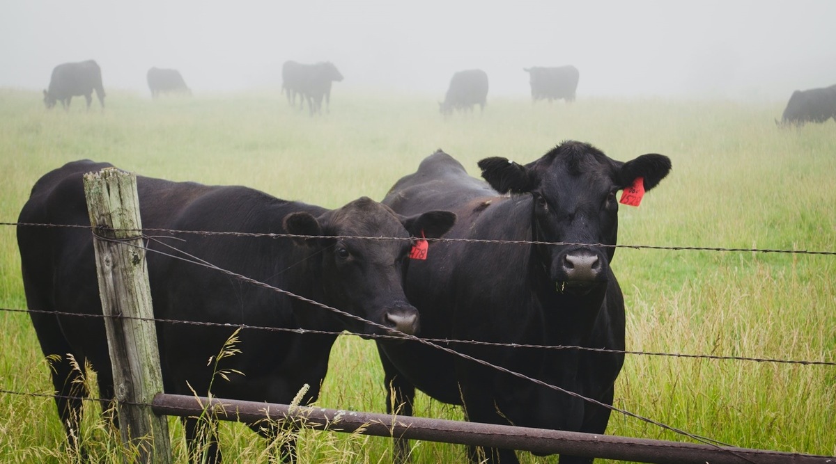 Less burping, more meat and milk: How livestock farmers can help tackle the climate crisis