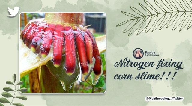 Sierra Mixe maize, interesting plants and vegetation, viral bizarre plants, Mexican corn that does not need nitrogen, how nitrogen is used by Mexican maize, indian express
