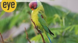 parakeet