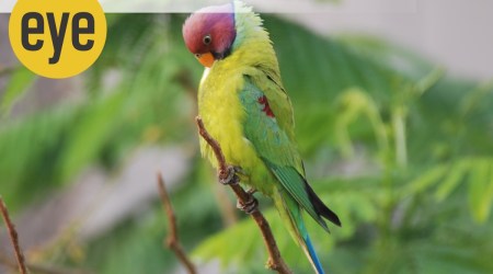 parakeet