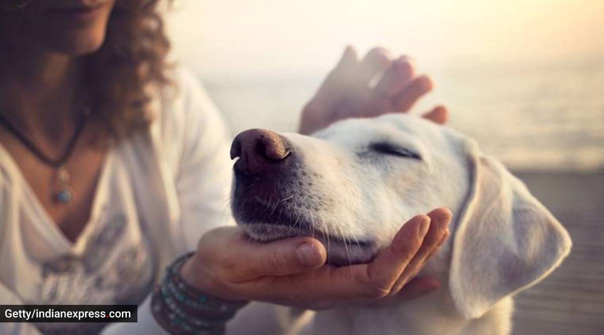 Profound grief for a pet is normal – how to help yourself or a friend  weather the loss of a beloved family member | Lifestyle News,The Indian  Express
