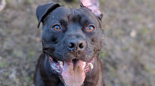 Pet owners said the developments have stunned them, especially after the MCG started detaining unregistered dogs without giving appropriate time or clarity about guidelines.(Representational/File)