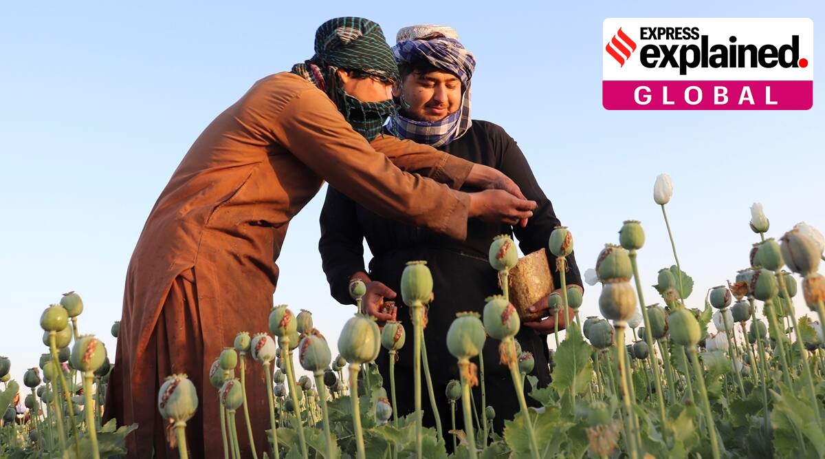 Afghan farmers harvest poppy in Nad Ali district, Helmand province, Afghanistan, April 1, 2022. (AP Photo)
