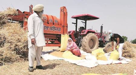 In the last season, the sudden spike in temperature from mid-March, when grain filling was taking place, led to premature ripening and shrivelling of grains. (Express file)